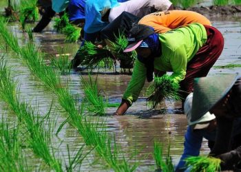 Inovasi Teknologi di Era Digital untuk Membantu Para Petani