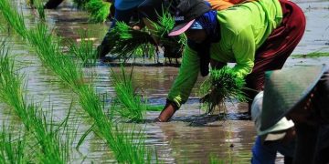 Inovasi Teknologi di Era Digital untuk Membantu Para Petani