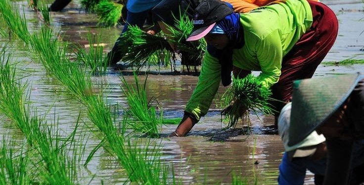 Inovasi Teknologi di Era Digital untuk Membantu Para Petani