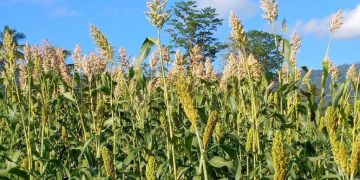 BOSAN MAKAN NASI? GANTI SUMBER KARBOHIDRATMU DENGAN SORGUM