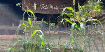 Dapur Bali Mula: Menu tak Tetap dan Arak di Guci Tua