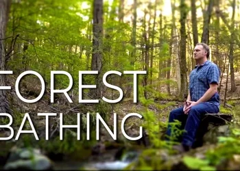 Forest Bathing: Tren Kesehatan Mental untuk Menenangkan Pikiran