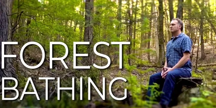 Forest Bathing: Tren Kesehatan Mental untuk Menenangkan Pikiran