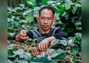 Jeep Adventurer & Wisata Kebun Kopi di Jendela Langit Prigen