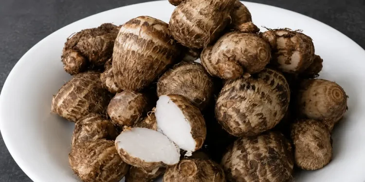 Kimpul, Umbi Lokal yang Mendadak Hits dan Diolah Jadi Beragam Makanan Kekinian